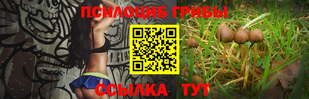 Мыски  Псилоцибиновые грибы Psilocybe  Вход с VPN 